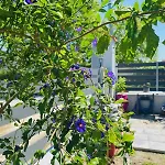 Guest house Artemida Hanioti