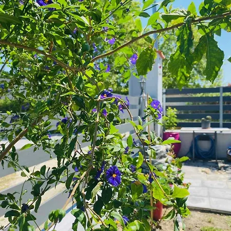 Πανσιόν Artemida Χανιώτη